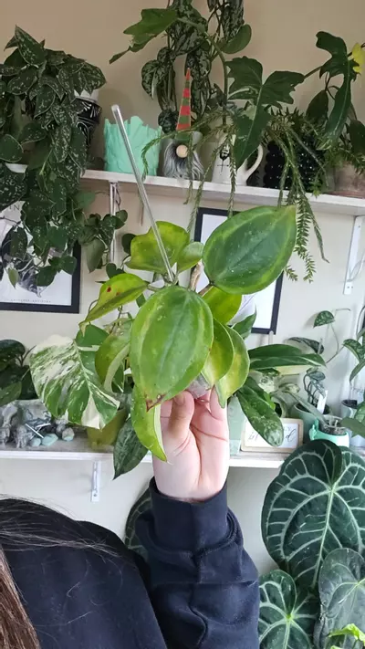 plant/latifolia bai bua-0-thumbnail