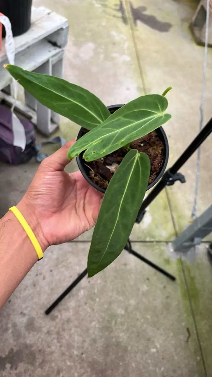 plant/E535 Anthurium Zamora Queen-0