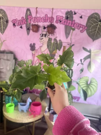 plant/Philodendron Hope- $3.33-0-thumbnail