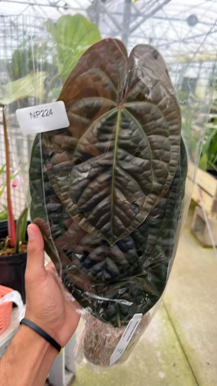 plant/NP224 Anthurium Amazon Diamond-0