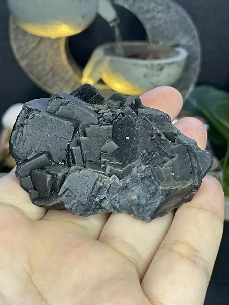 plant/Black Rose Flourite #4-0