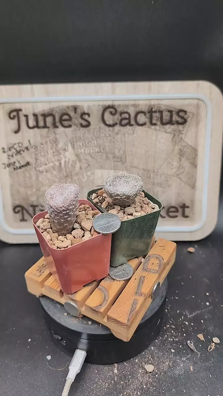 plant/m117 puna clavarioides 2" pots, gc-0