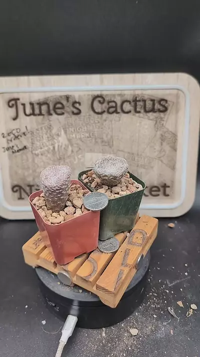 plant/m117 puna clavarioides 2" pots, gc-0-thumbnail