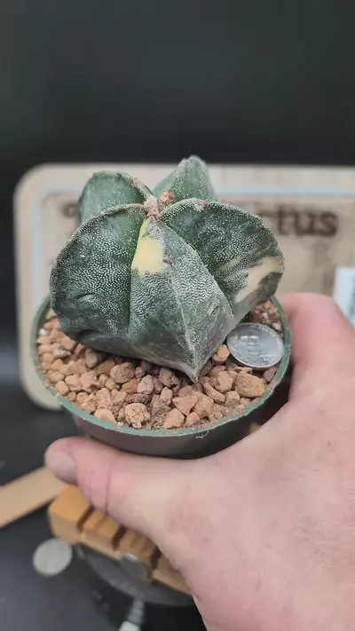 plant/m155 Astro myrio Variegated 4" pot-0-thumbnail