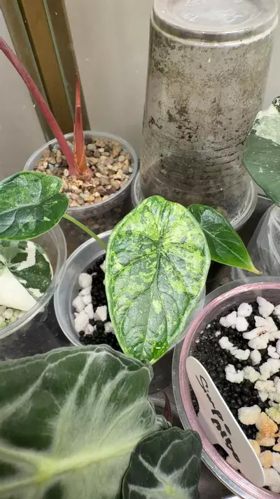 plant/dragon scale mint-0-thumbnail