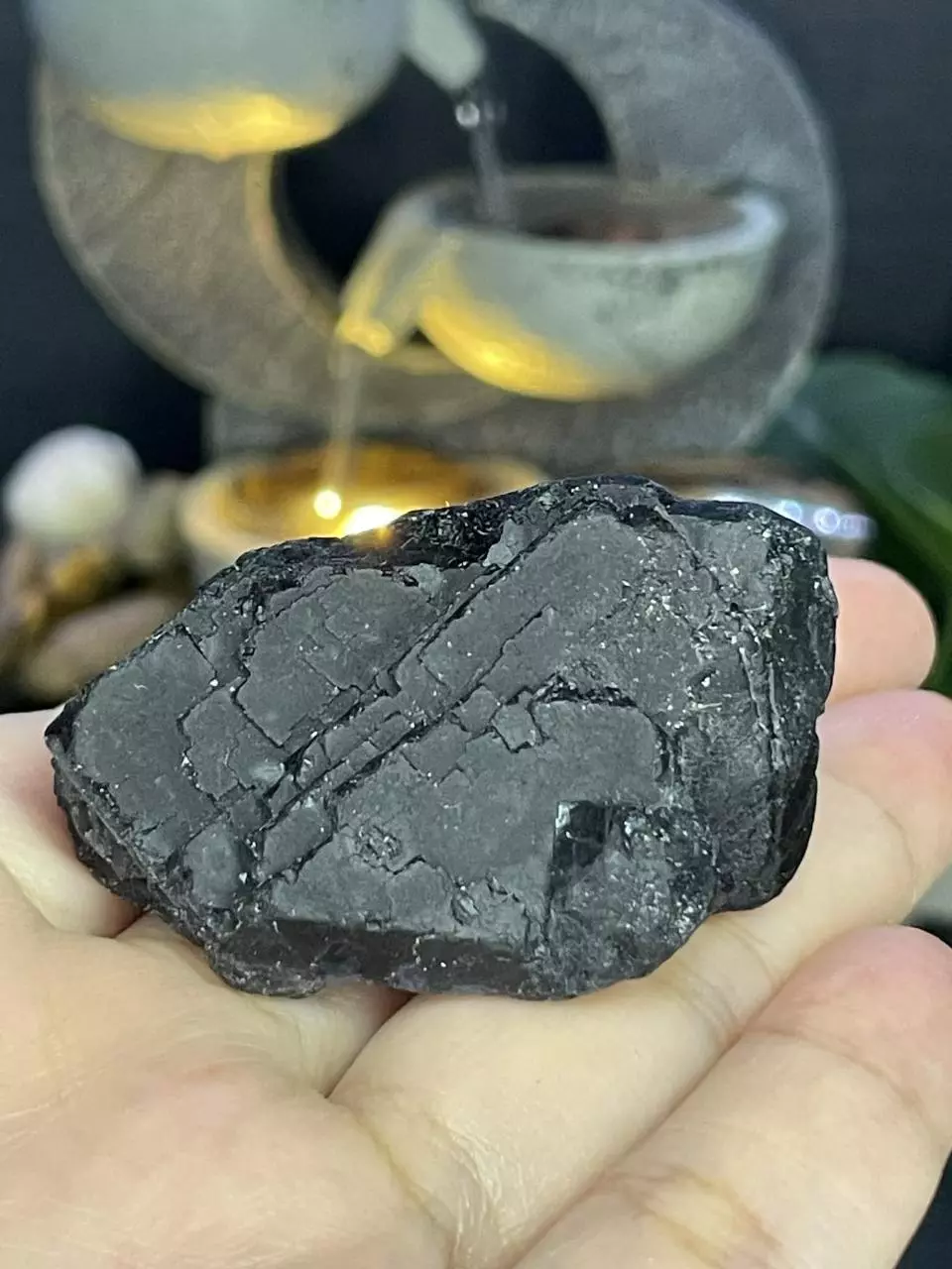 plant/Black Rose Flourite #5-0