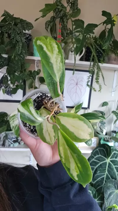 plant/incrassata moonshadow-0-thumbnail