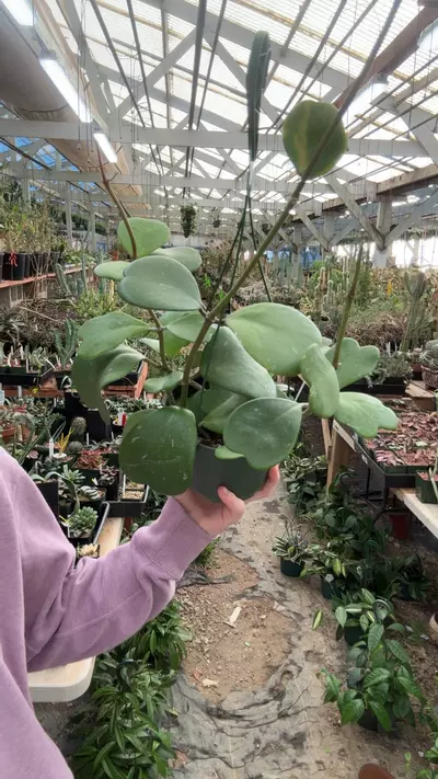 plant/H299 kerrii 7-0-thumbnail