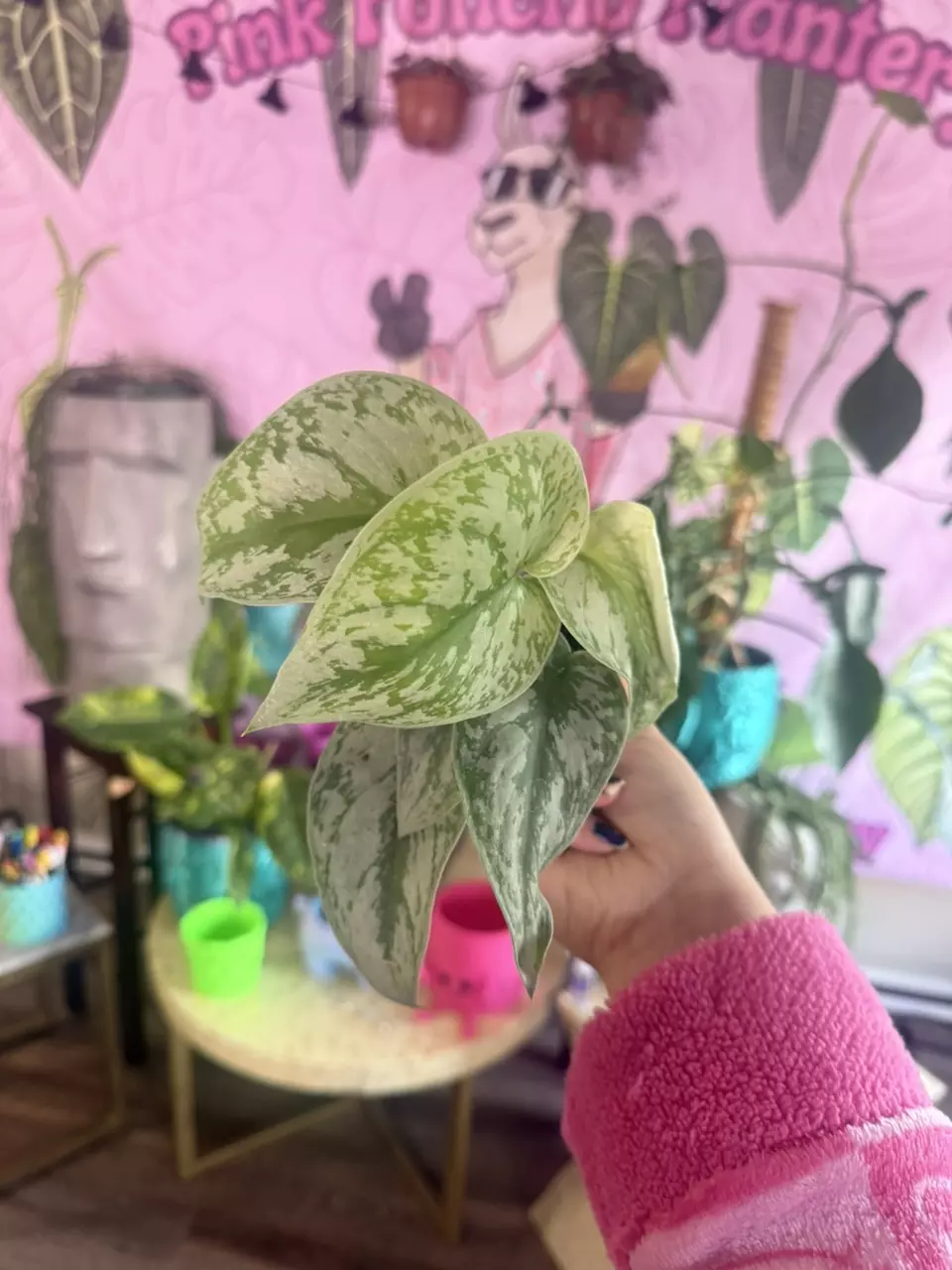 plant/Scindapsus Exotica- $3.33-0