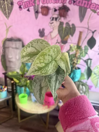 plant/Scindapsus Exotica- $3.33-0-thumbnail