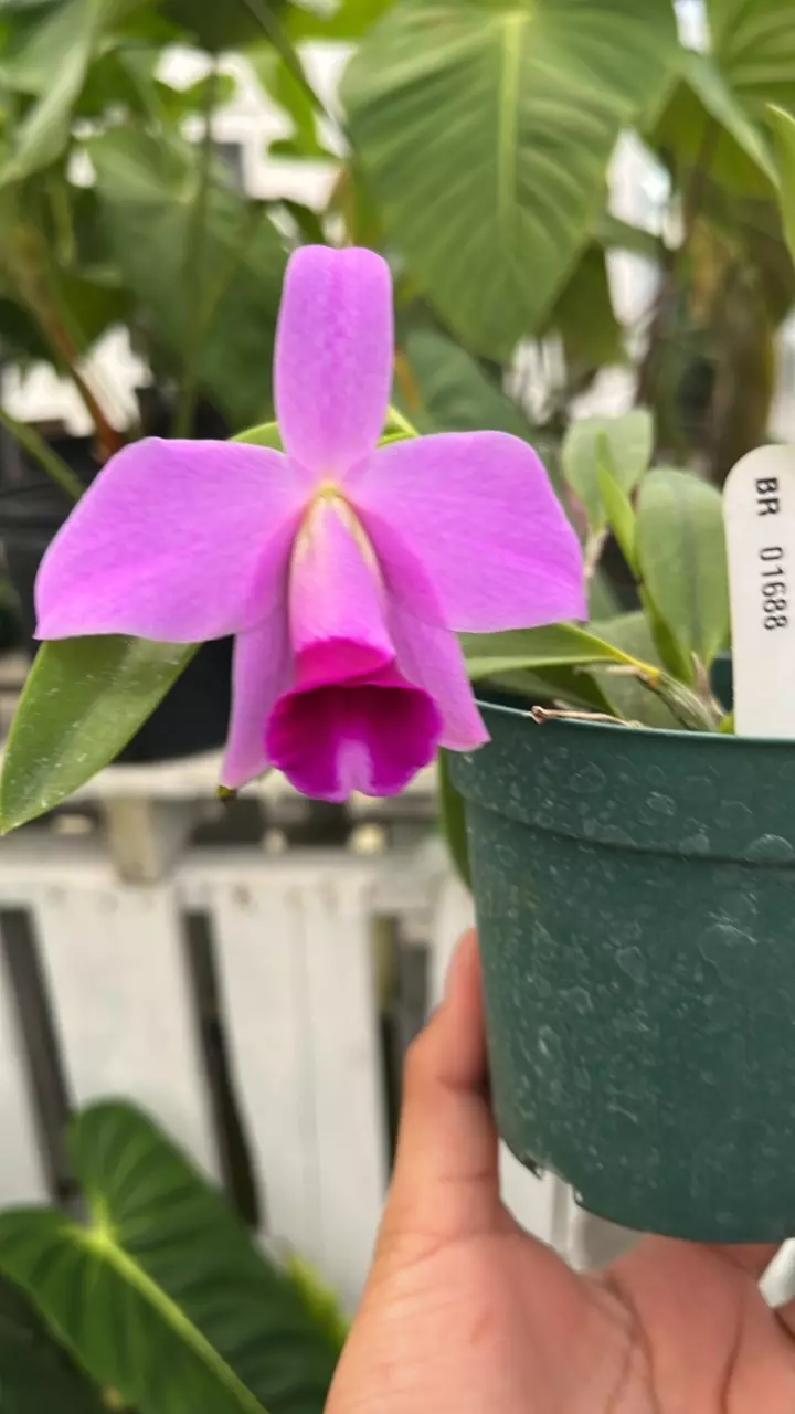 plant/E529 Laelia praentans Santa Teresa-0
