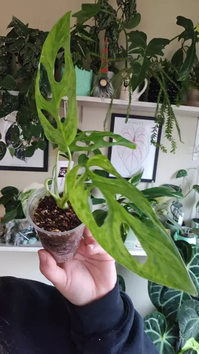 plant/adansonii indo mint-0-thumbnail