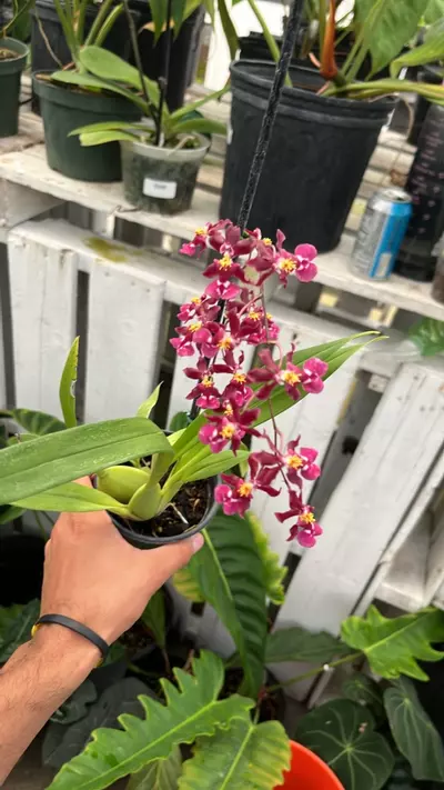 plant/E530 Oncidium tariflor lady-0-thumbnail