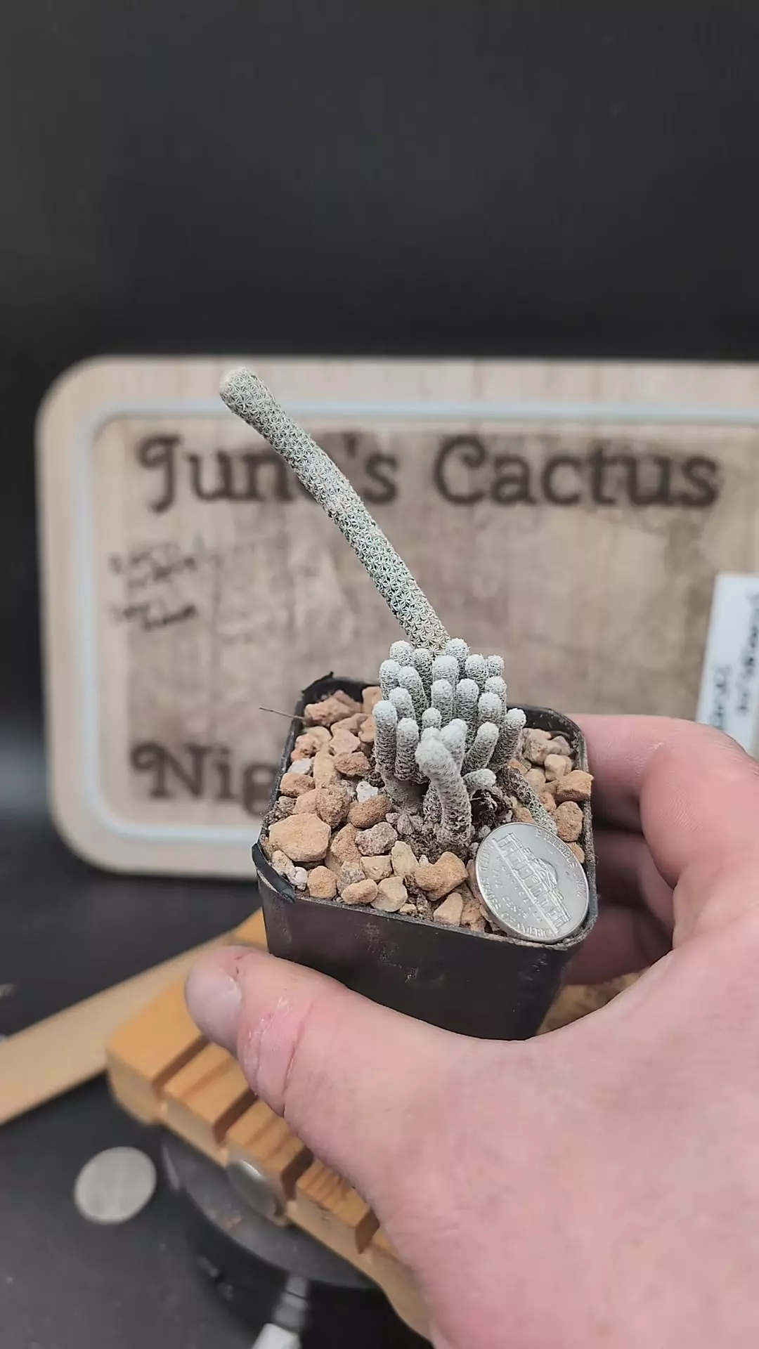 plant/m158 turbinicarpus krainzianus 2.25" pot-0