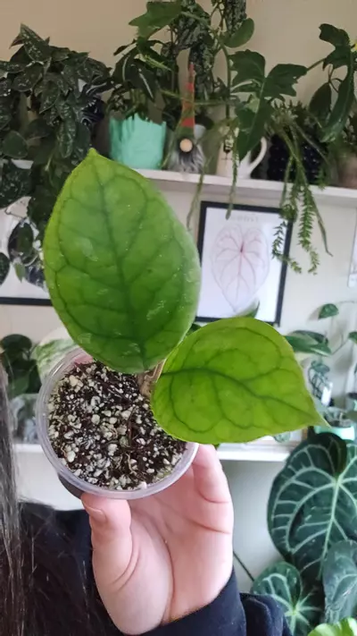 plant/irina-0-thumbnail