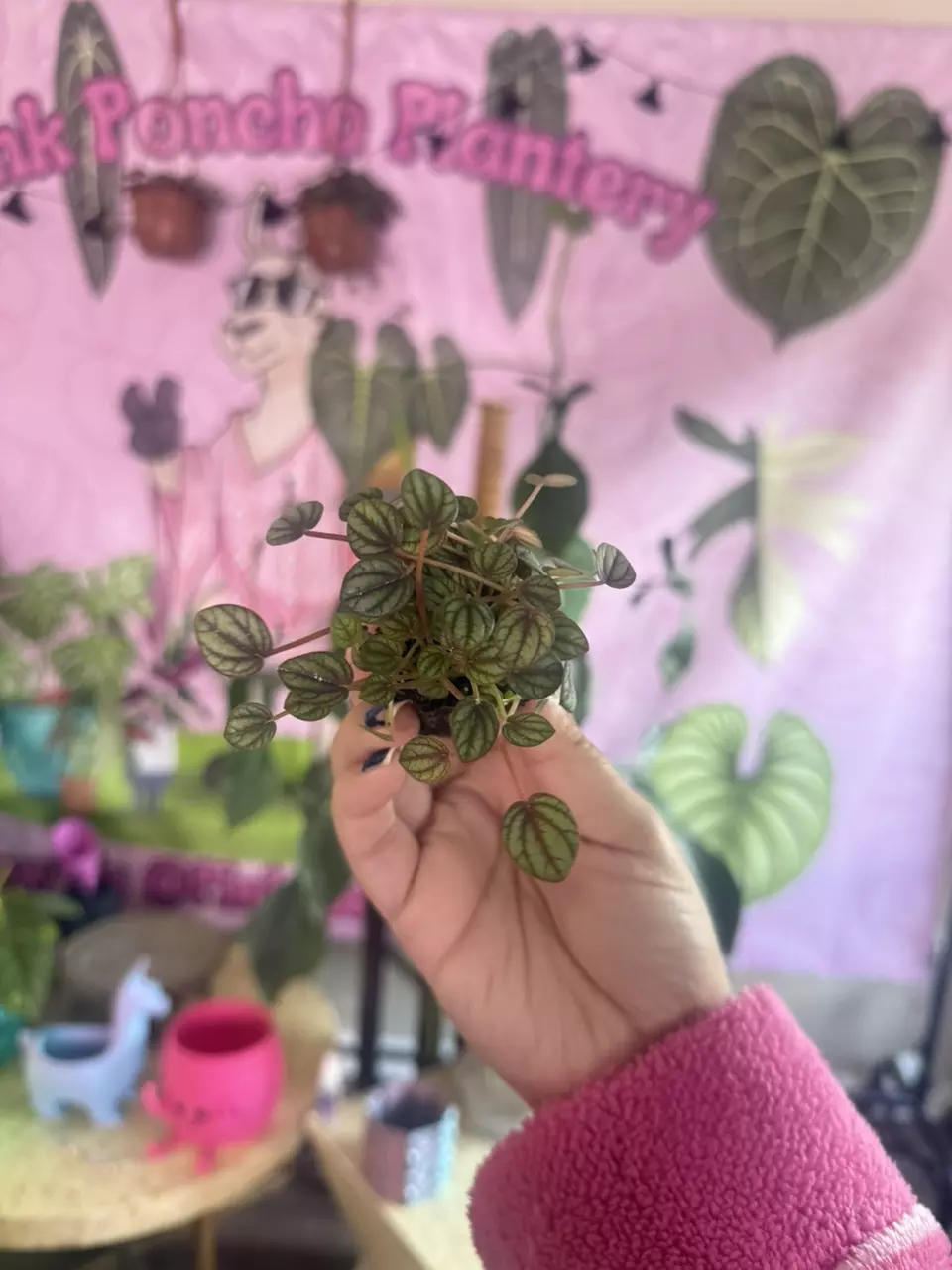 plant/Piccolo Banda Peperomia- $3.33-0