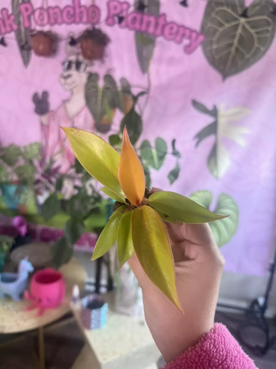 plant/Philodendron Red King- $3.33-0