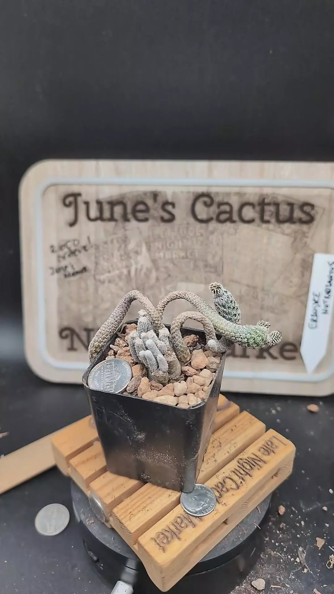 plant/m157 turbinicarpus krainzianus 2.75" pot-0