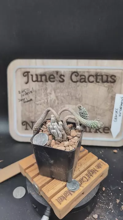 plant/m157 turbinicarpus krainzianus 2.75" pot-0-thumbnail