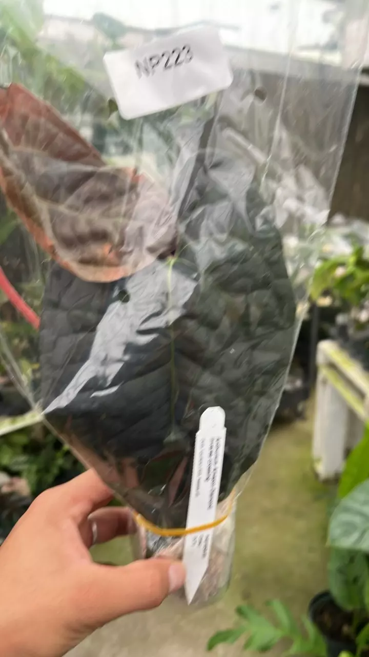 plant/NP223 Anthurium Amazon Diamond inverse-0
