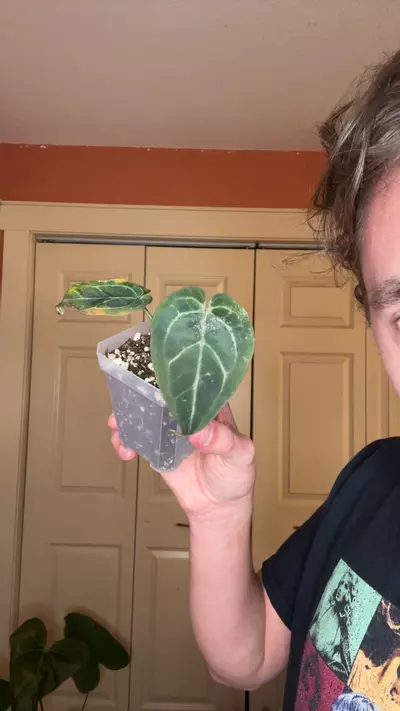 plant/(BW x MZ) x dark prince-0-thumbnail