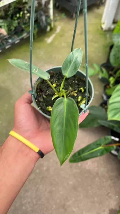 plant/E534 philodendron Spiritu Santi-0-thumbnail