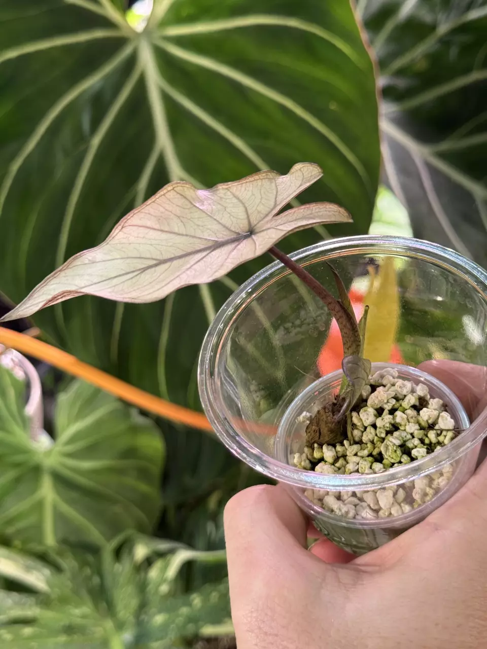 plant/Alocasia Metalhead Albo Variegated-1