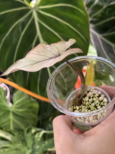 plant/Alocasia Metalhead Albo Variegated-1-thumbnail