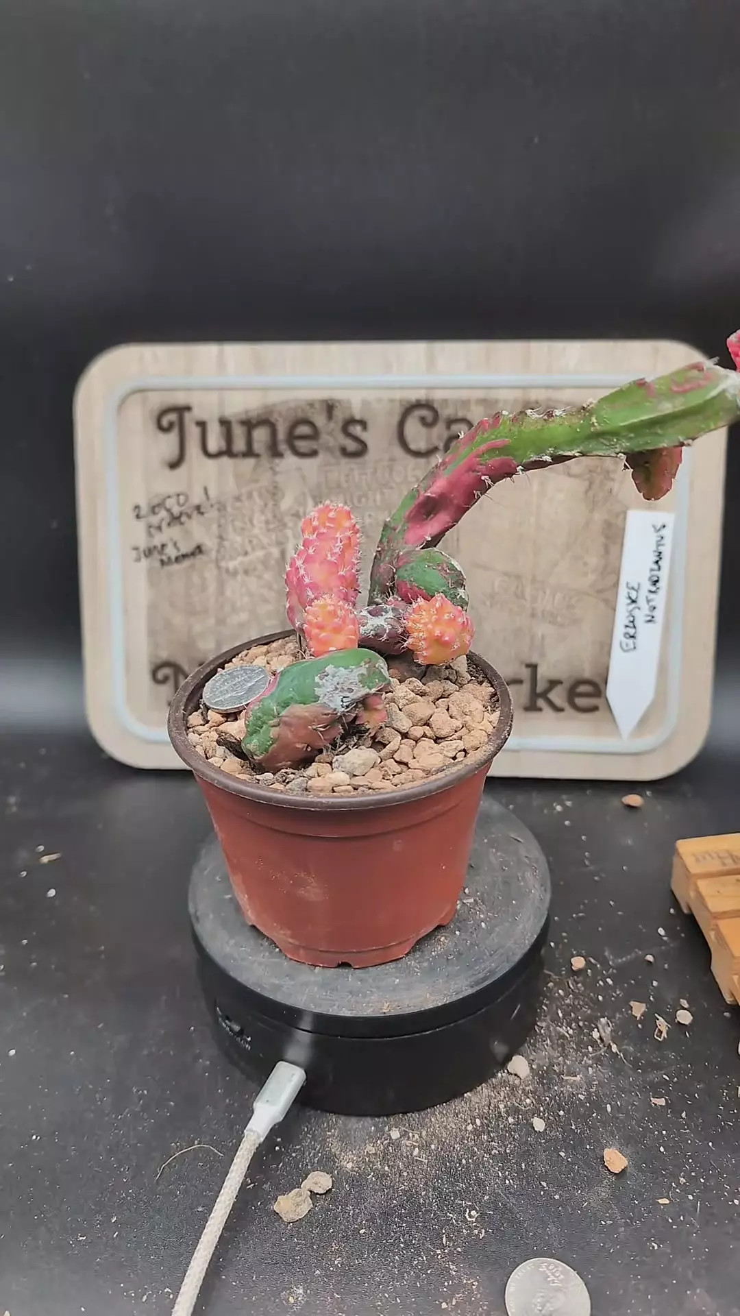 plant/m165 chimera Hylo+ vari gymno 4" pot-0