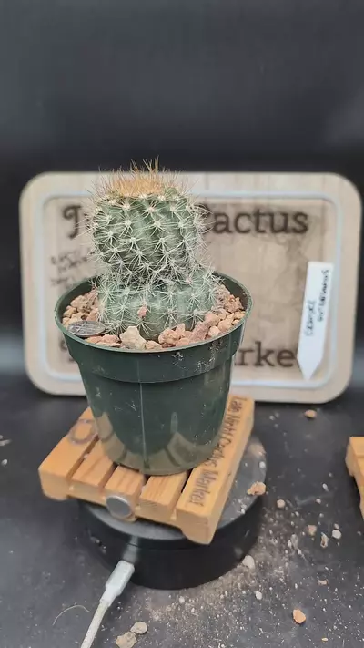 plant/m171 Echinopsis stacker snow man 4" pot-0-thumbnail