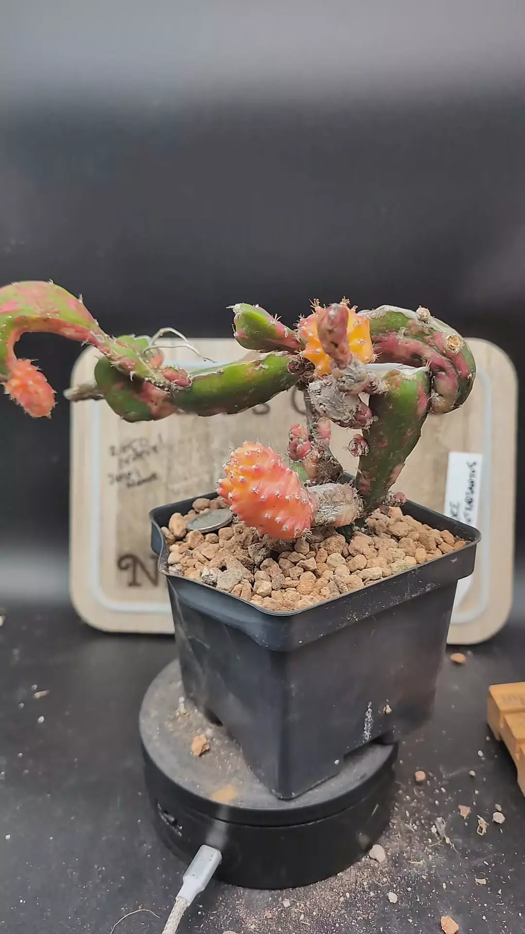 plant/m166 chimera Hylo vari gymno 4" pot-0