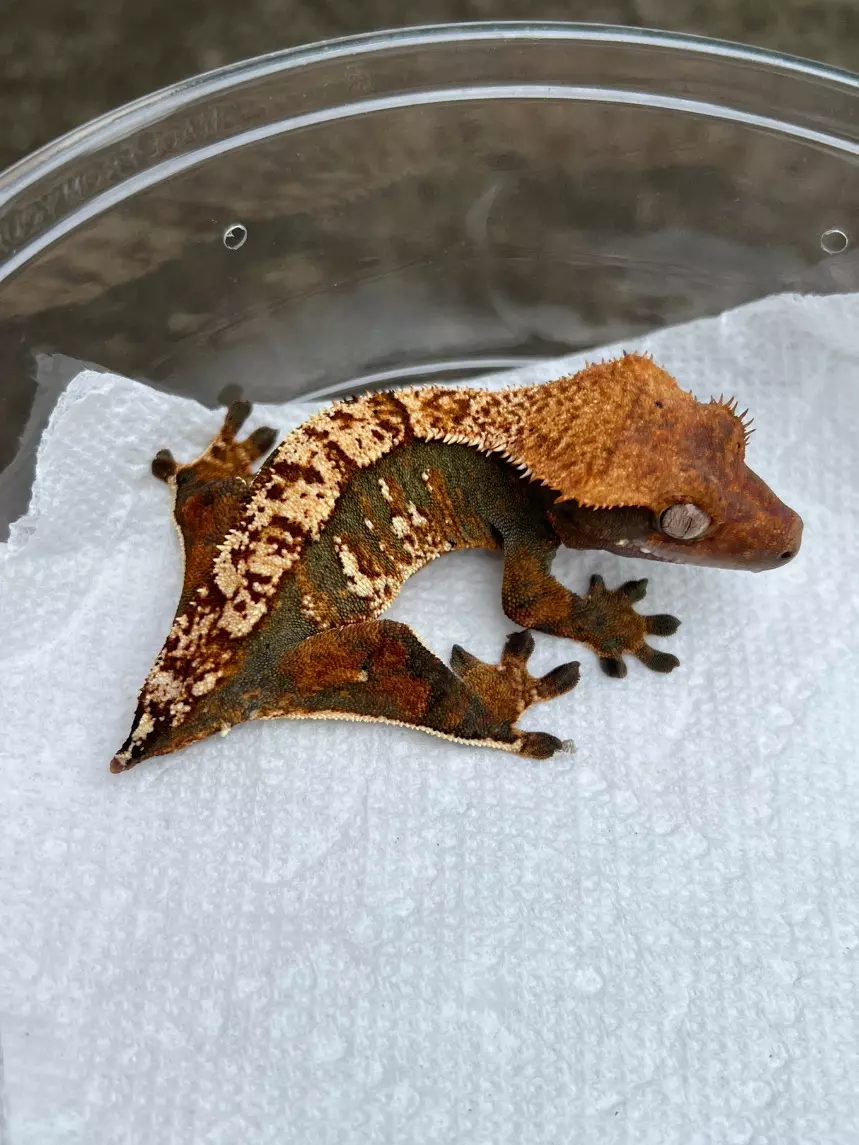 plant/Dark Tricolor Harlequin Female (23-3B)-0