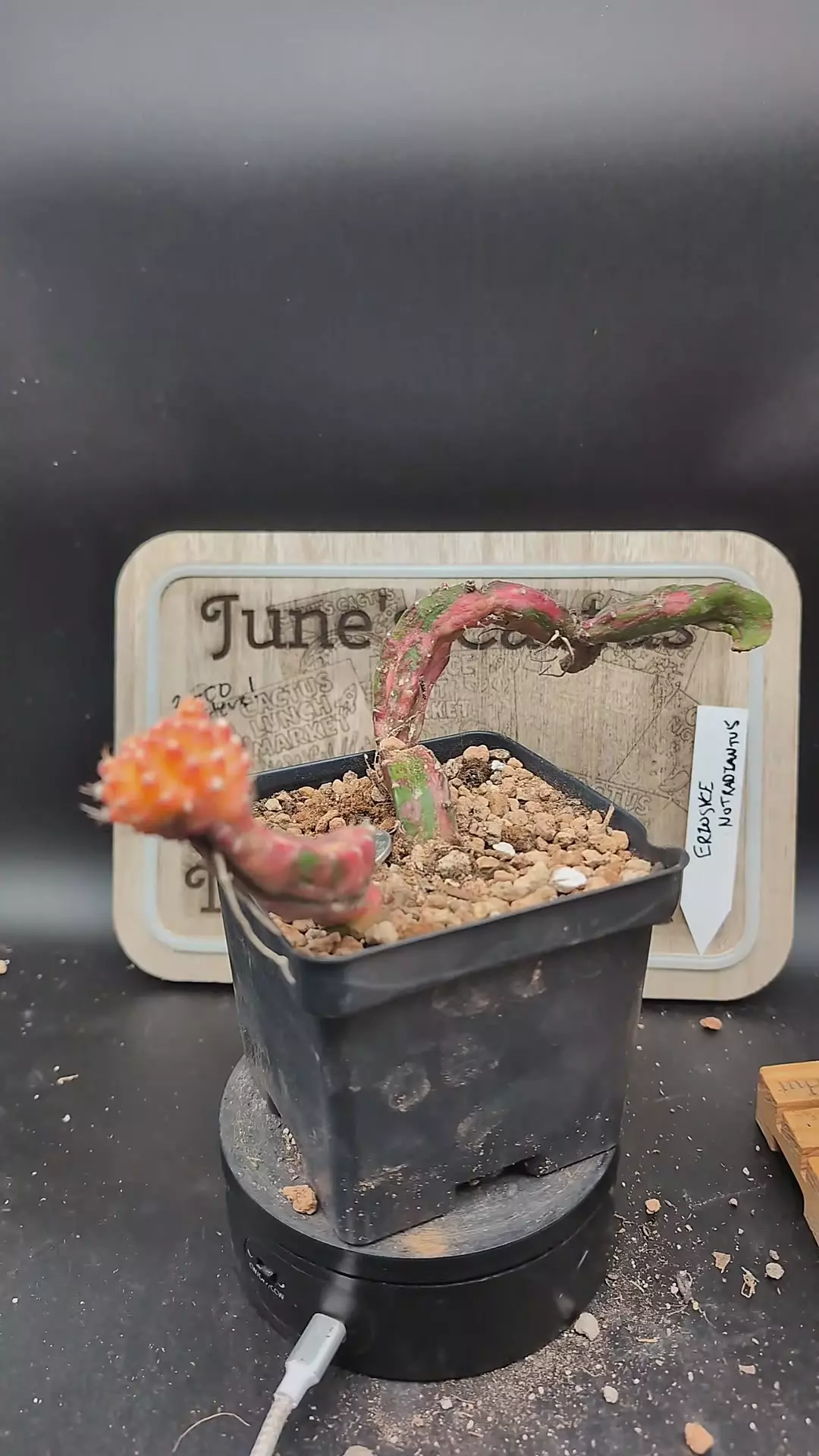 plant/m167 Chimera Hylo vari gymno 4" pot-0