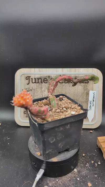 plant/m167 Chimera Hylo vari gymno 4" pot-0-thumbnail