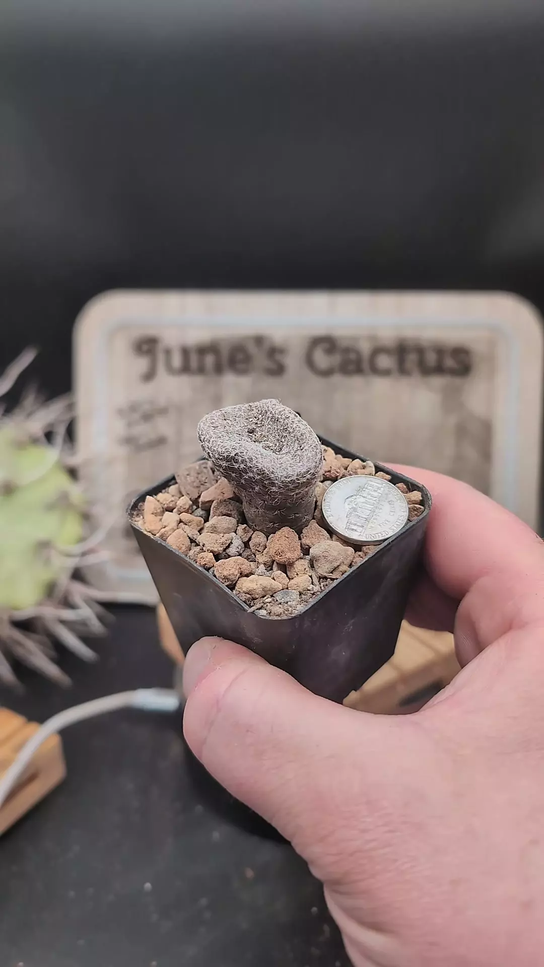 plant/m196 puna clavarioides 2.25" pot-0