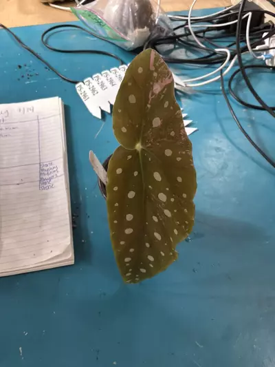 plant/PS-3180 Begonia maculata-2-thumbnail