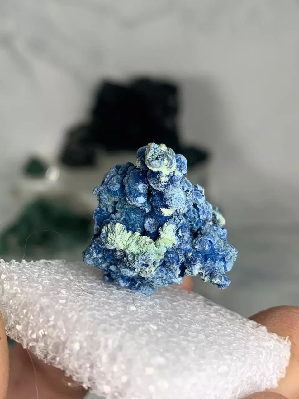 plant/Shattuckite 1 - Mexico-1