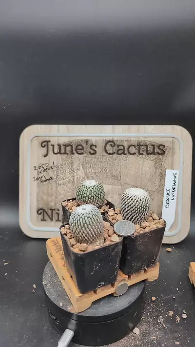 plant/m175 turbinicarpus pseudopectinatus, 2" pots gc-0-thumbnail