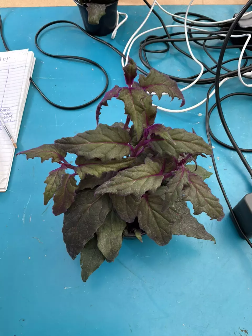 plant/PS-2205 Gynura aurantiaca ‘Purple Passion’-0