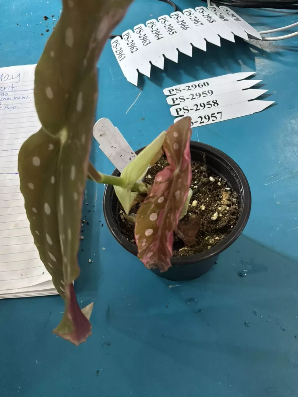 plant/PS-3180 Begonia maculata-1