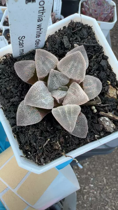 plant/c40 white devil-0-thumbnail