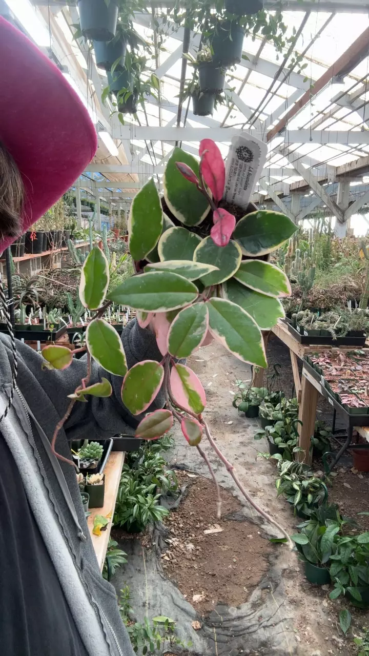 plant/H265 carnosa flamingo dream-0