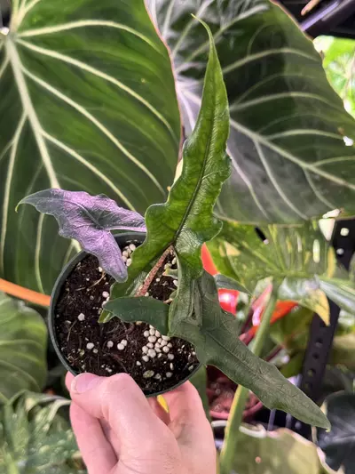 plant/Alocasia Sabrina (narrow Jacklyn) - growers choice-0-thumbnail