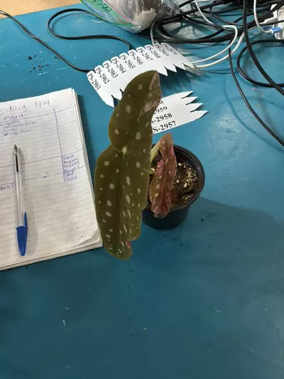 plant/PS-3180 Begonia maculata-0-thumbnail