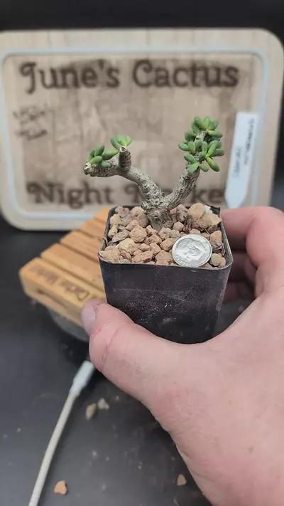 plant/m177 tylecodon decipiens 2.24" pot-0-thumbnail