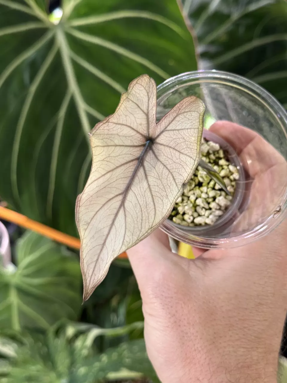 plant/Alocasia Metalhead Albo Variegated-0