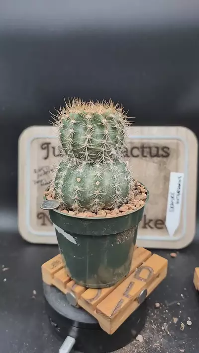 plant/m172 Echinopsis stacker snow man 4" pot-0-thumbnail