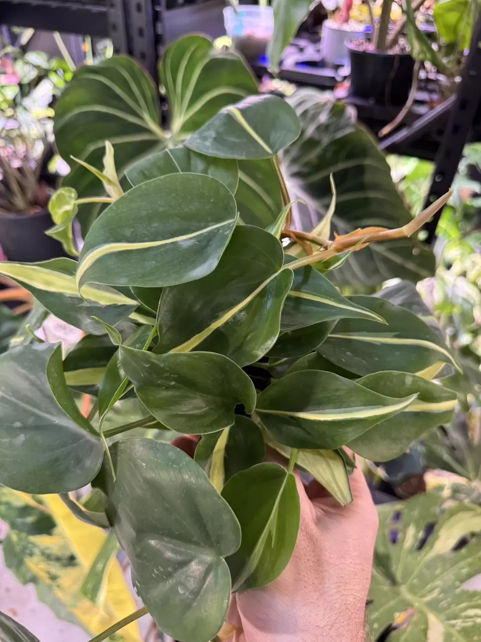 plant/Philodendron Rio (growers choice)-0