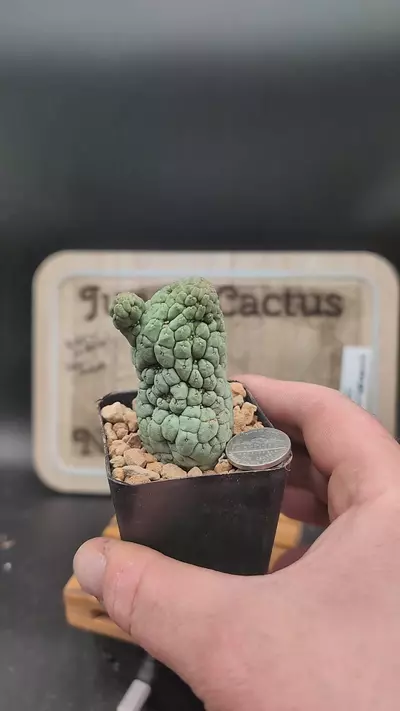 plant/m74 Larry darko 2.25" pot-0-thumbnail