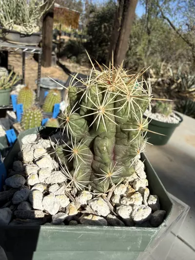 plant/891 Thelocactus schmollii-4-thumbnail